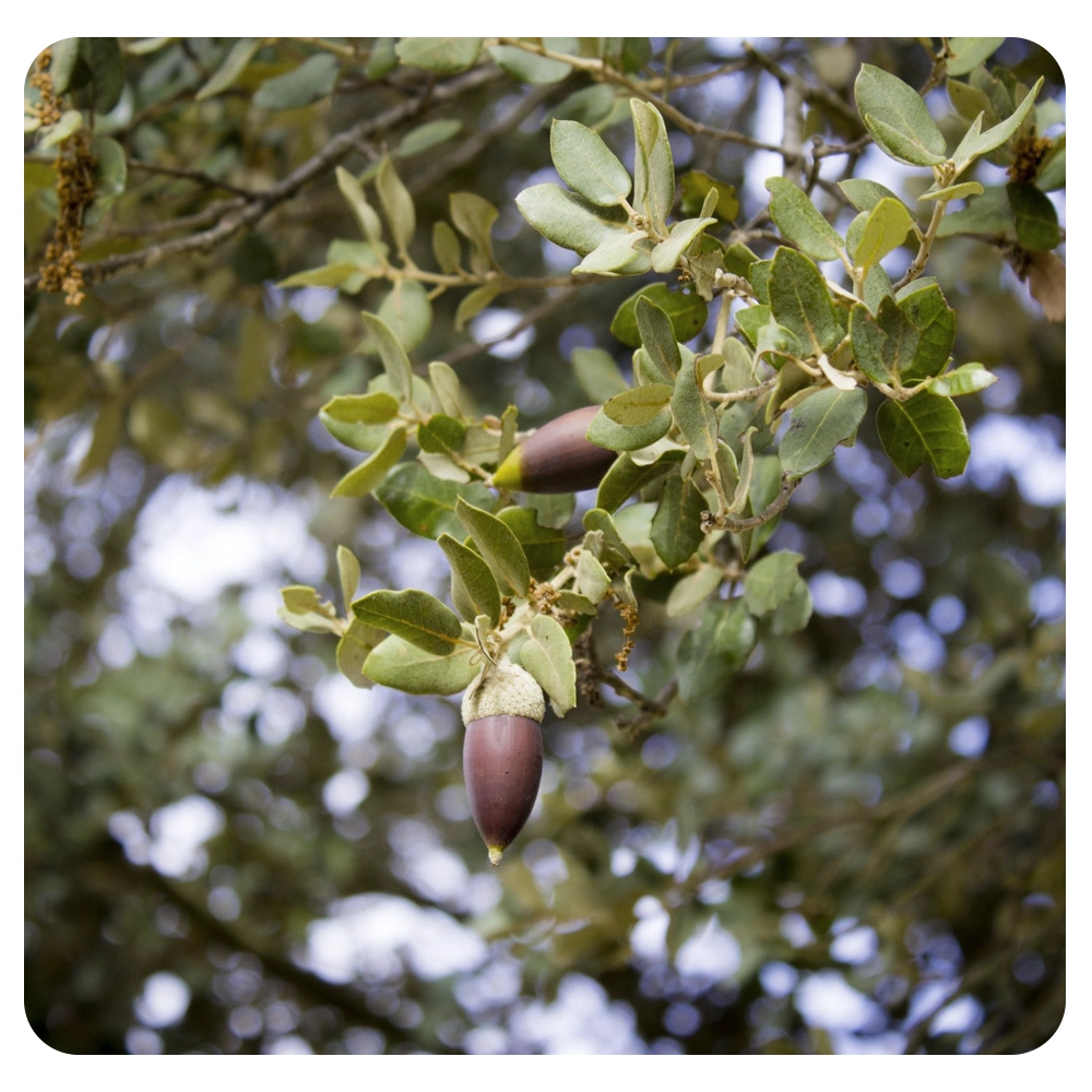 La Dehesa El Exito De Nuestro Jam n Eurojam n